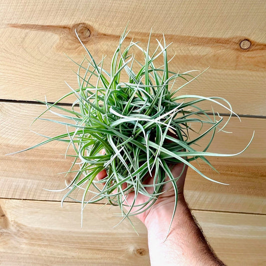 Hand holding a air plant against a wooden background