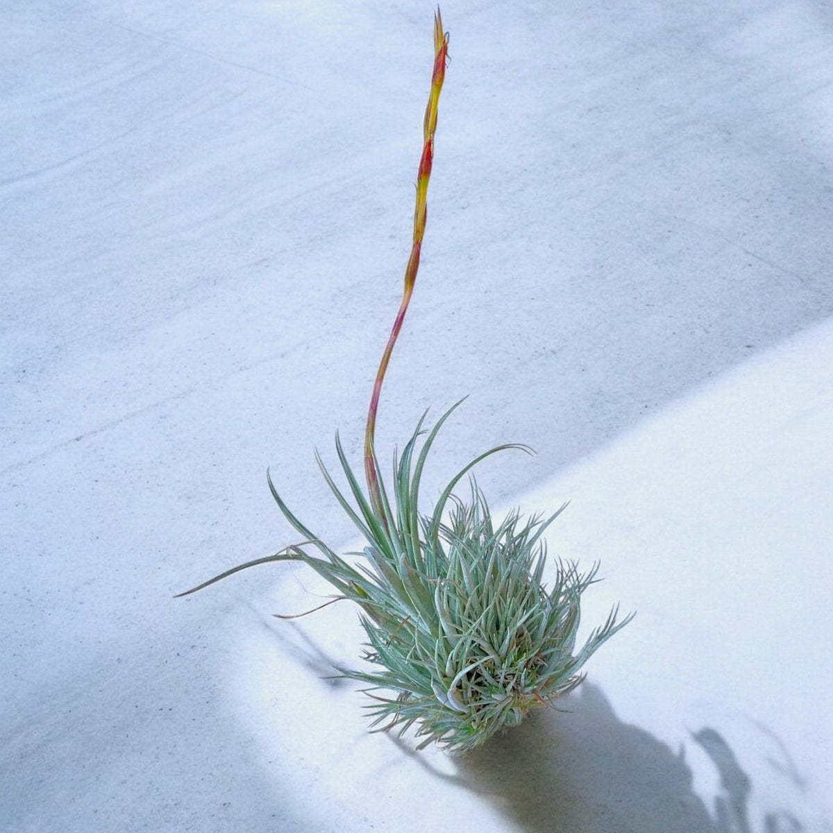 Tillandsia plant on a textured white surface