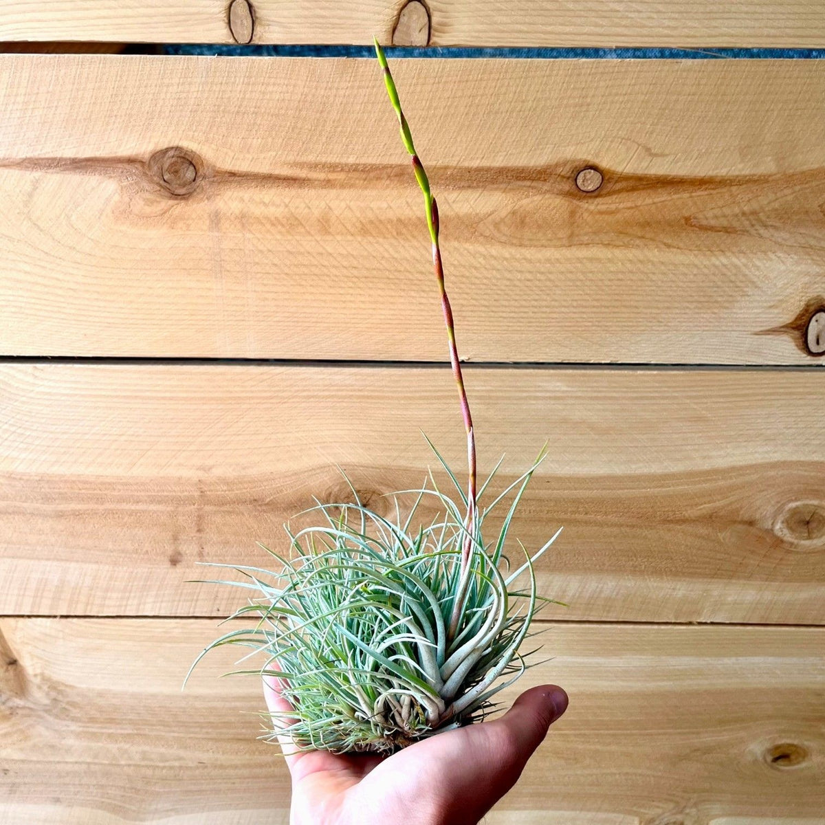 Hand holding a tillandsia plant against a wooden background