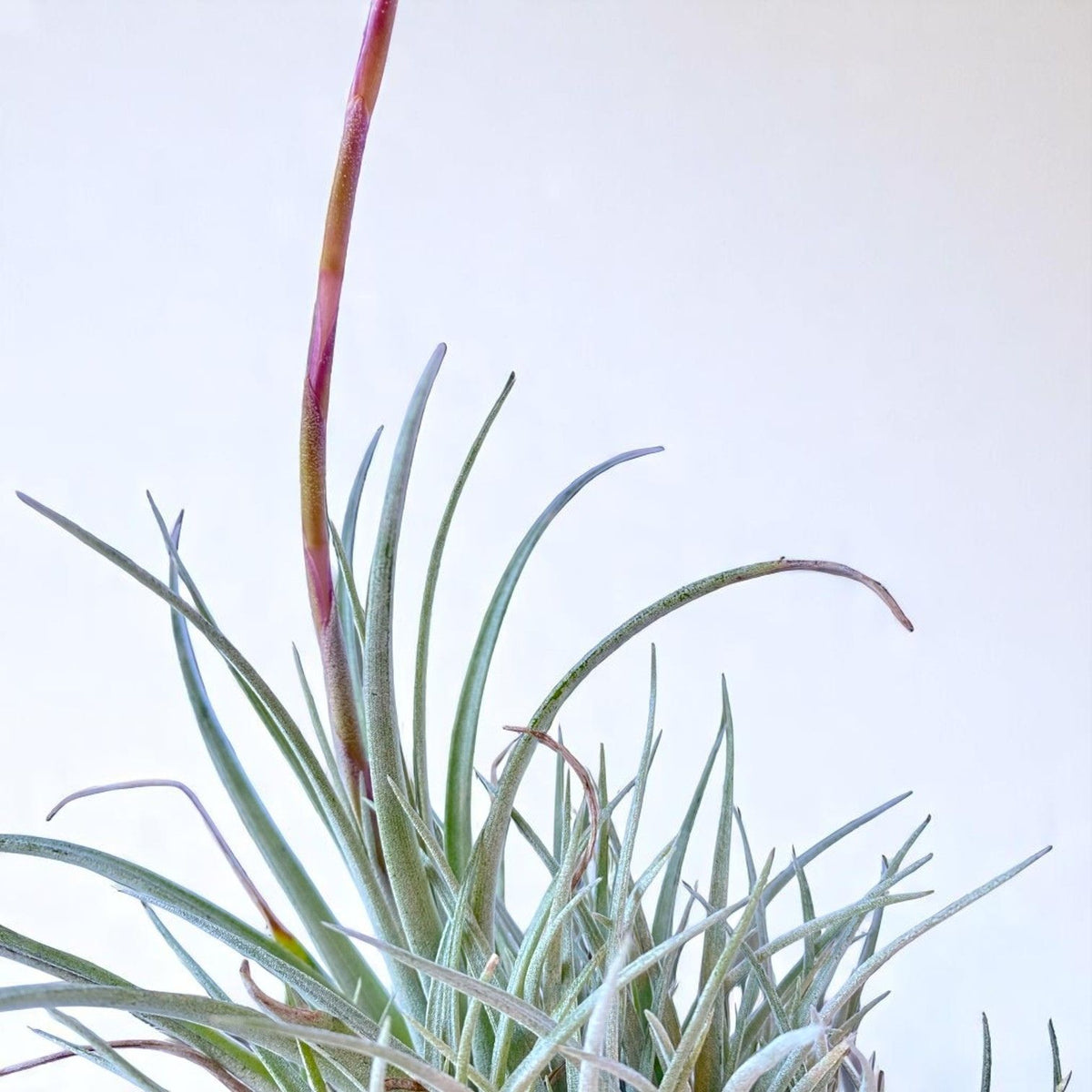 Tillandsia plant with a white background