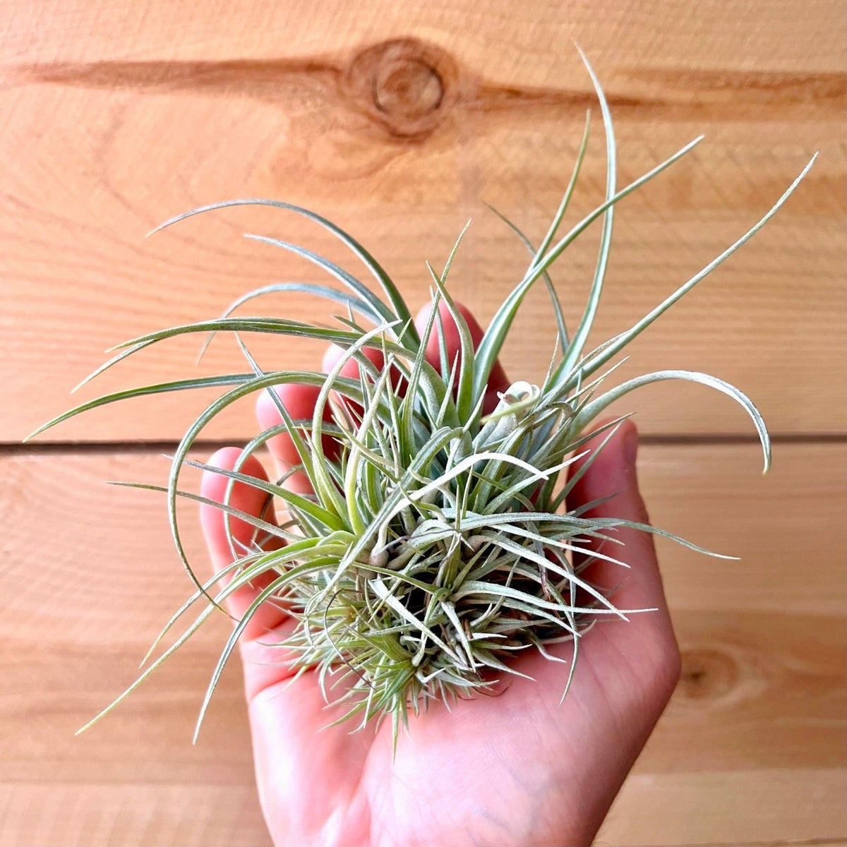Hand holding a small air plant against a wooden background