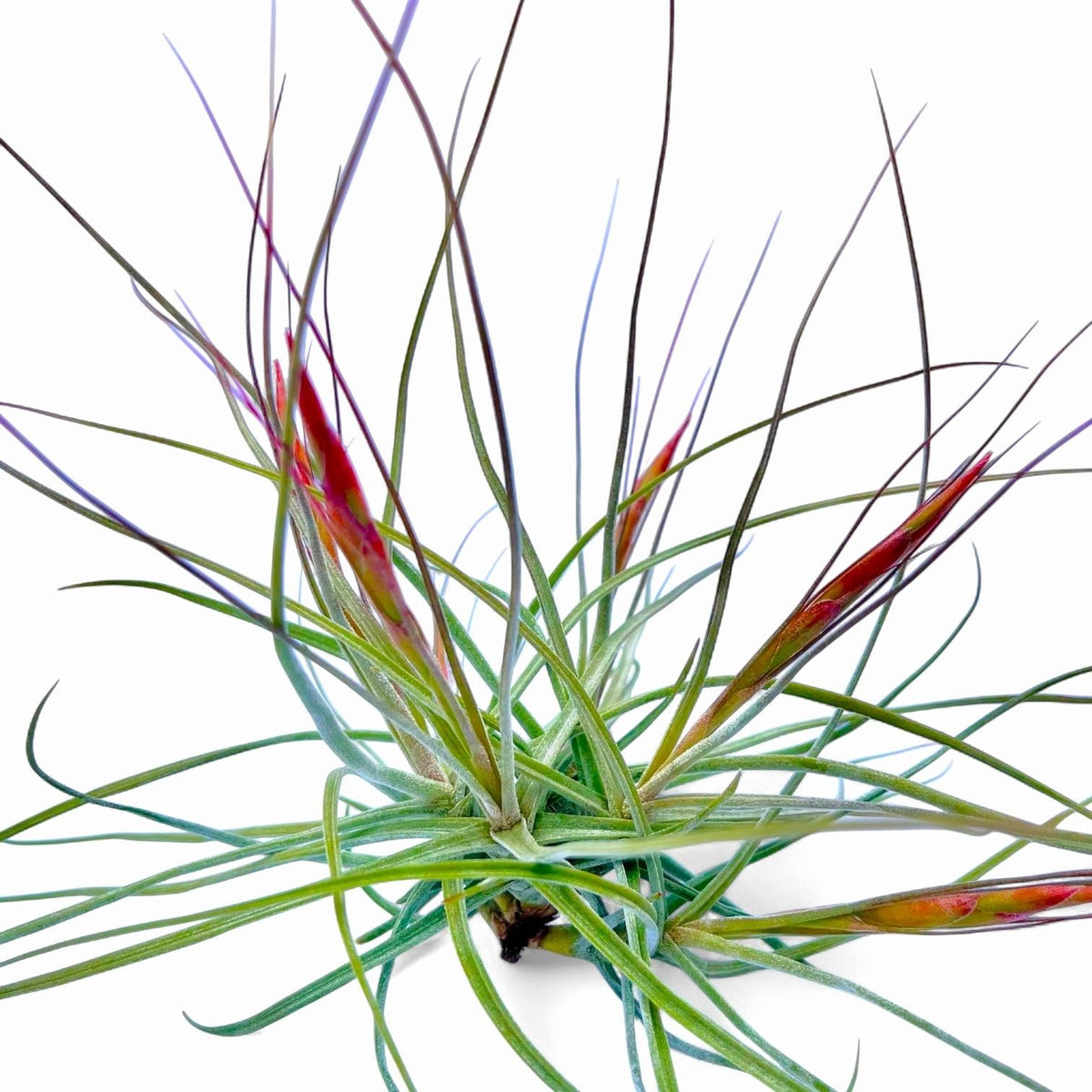Air plant with long, thin leaves on a white background