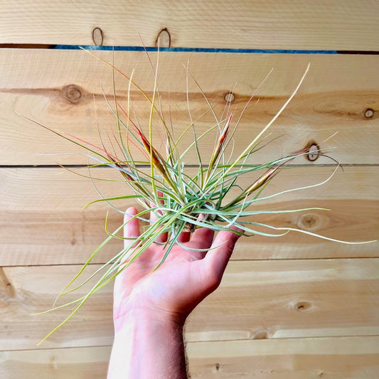 Hand holding a air plant against a wooden background