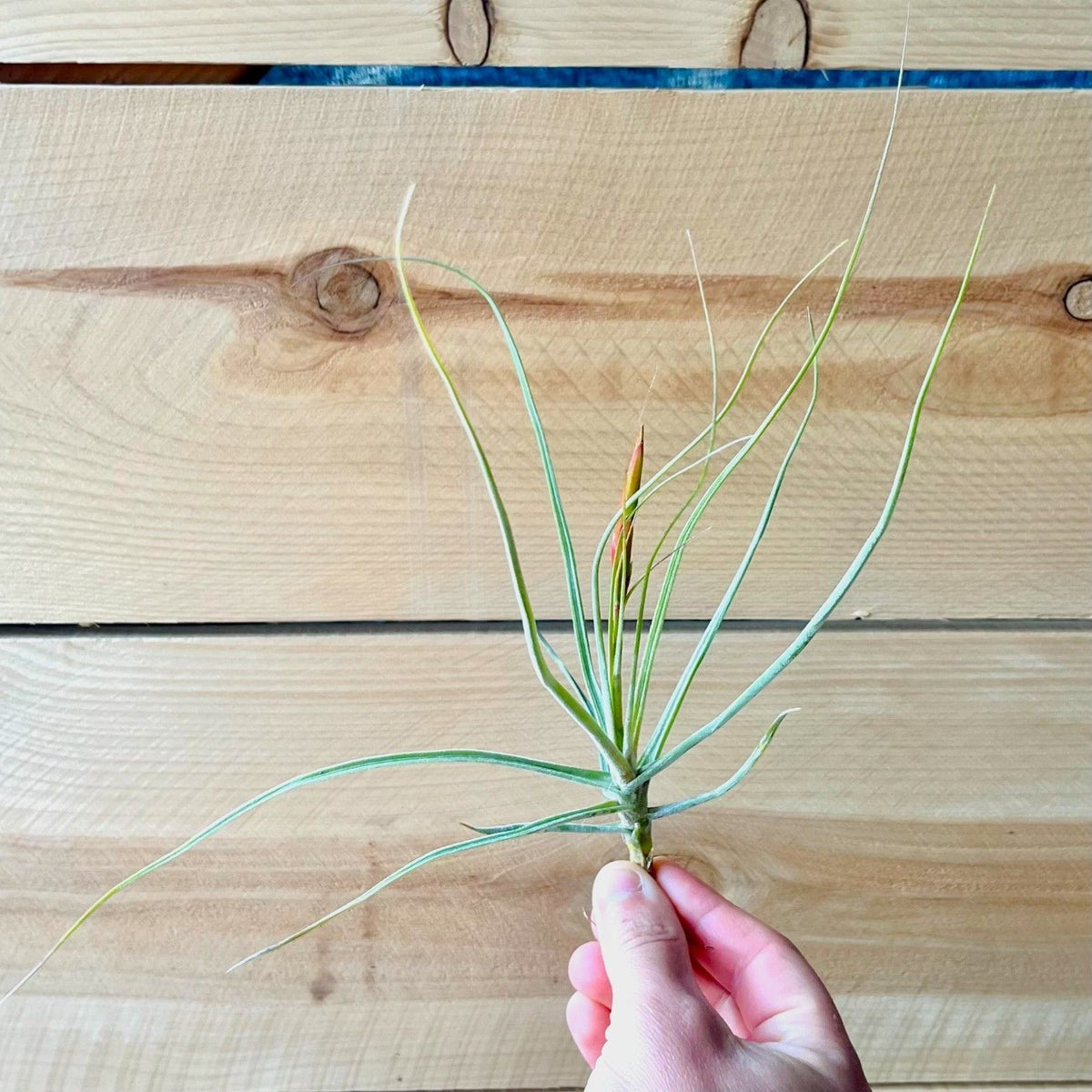 Hand holding a small plant over a wooden surface