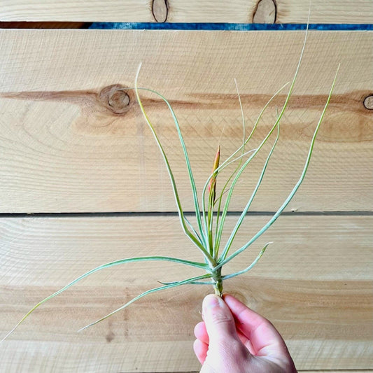 Hand holding a small plant over a wooden surface