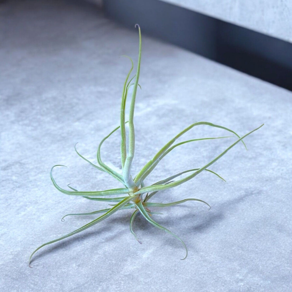 Tillandsia air plant on a textured surface