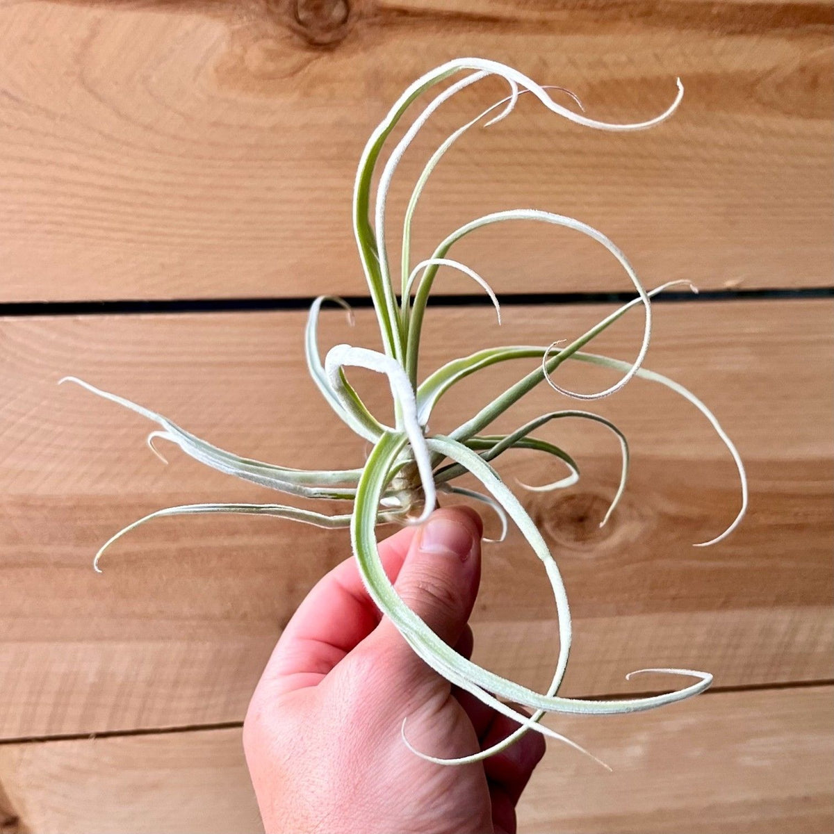 Hand holding a Tillandsia air plant against a wooden background