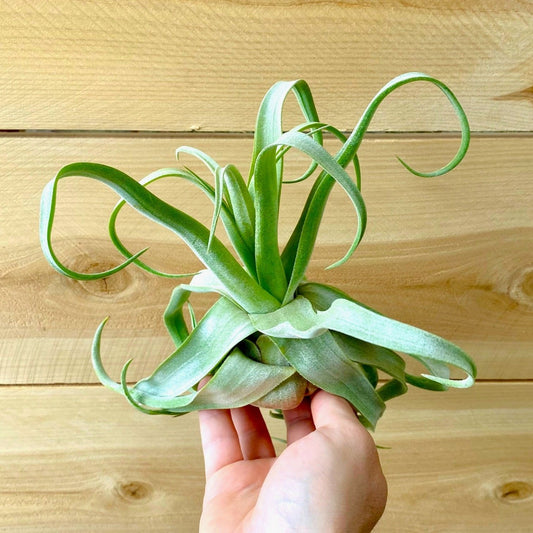 Hand holding a curly green plant against a wooden background