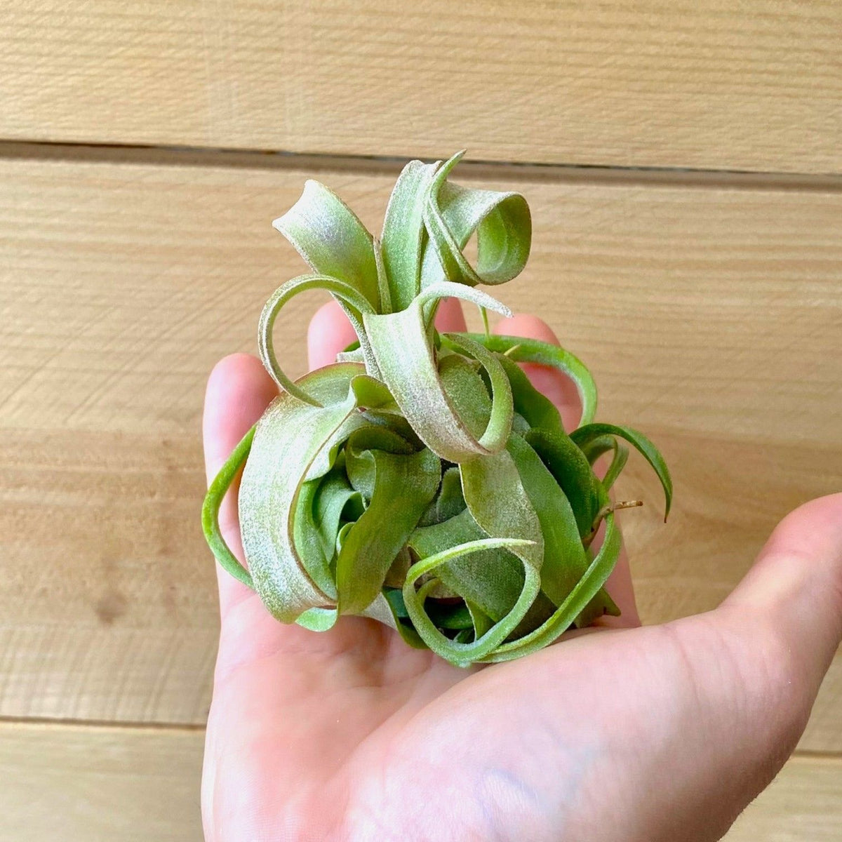 Hand holding a unique green plant against a wooden background