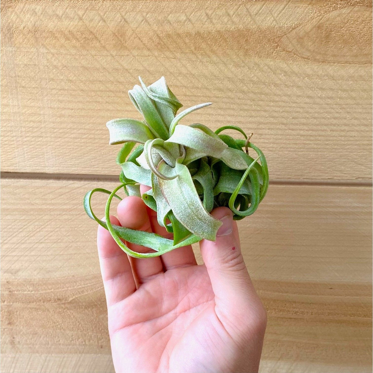 Hand holding a small green air plant against a wooden background