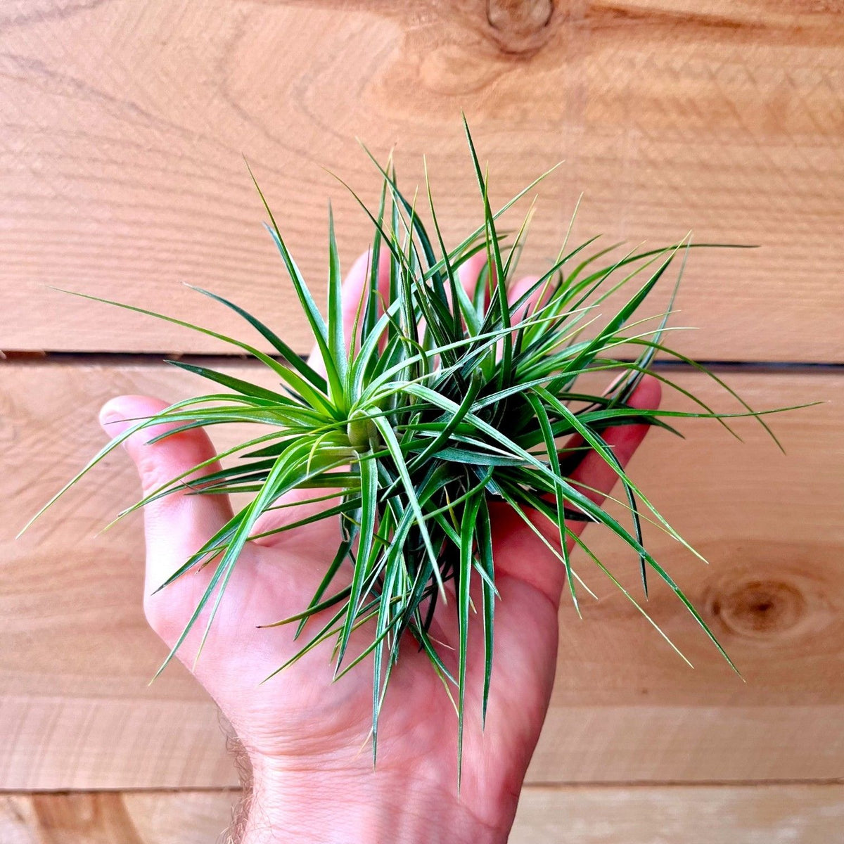 Hand holding a small green air plant against a wooden background