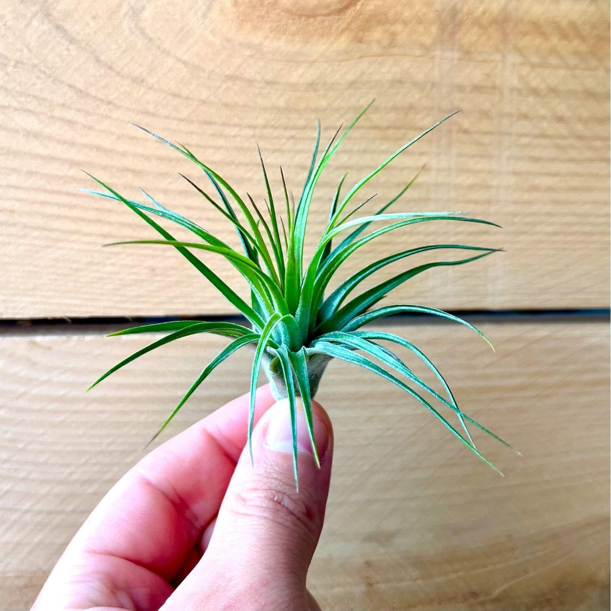 Hand holding a small green air plant against a wooden background