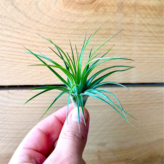 Hand holding a small green air plant against a wooden background
