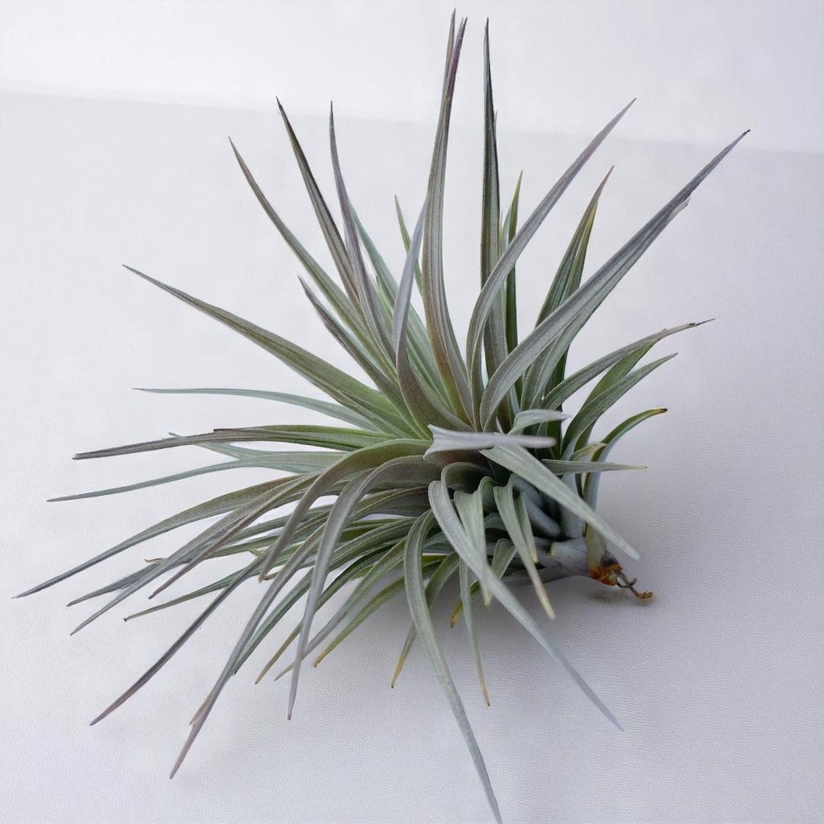 Air plant with long, slender leaves on a white background