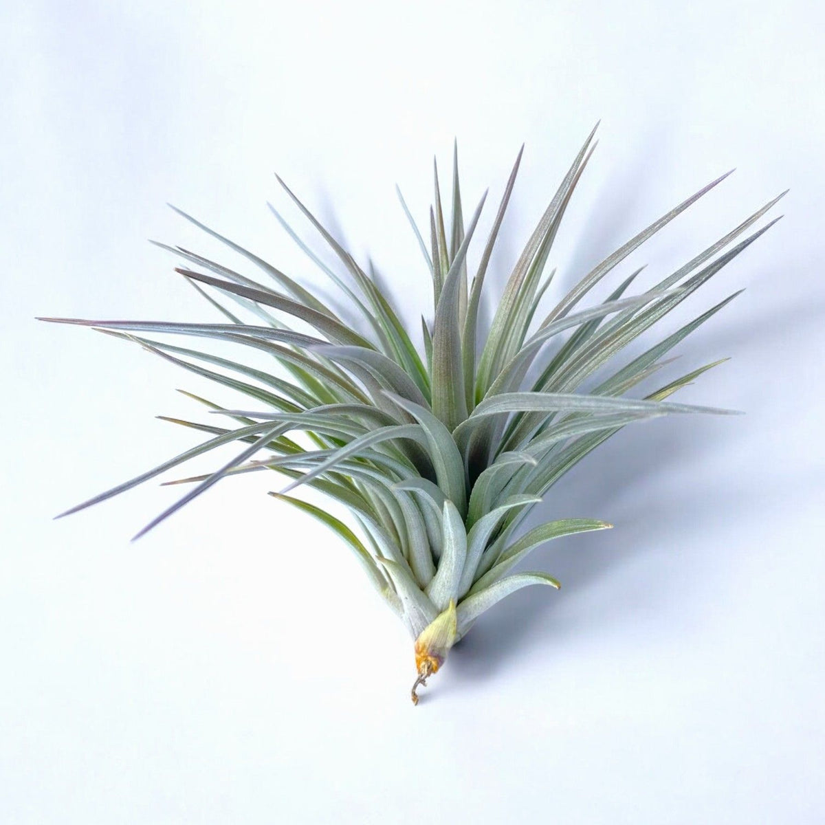 Air plant on a white background