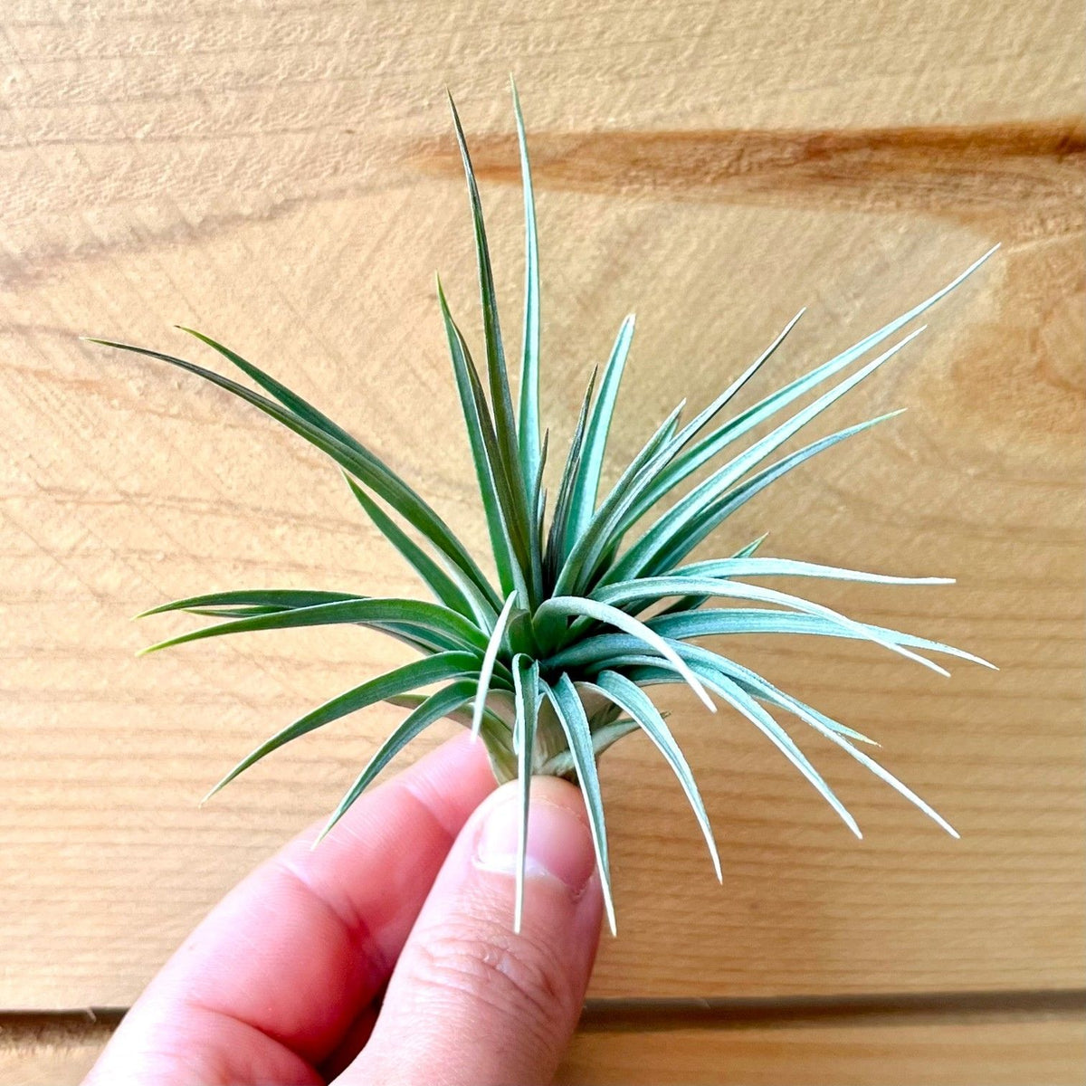 Small green air plant held by a hand on a wooden surface