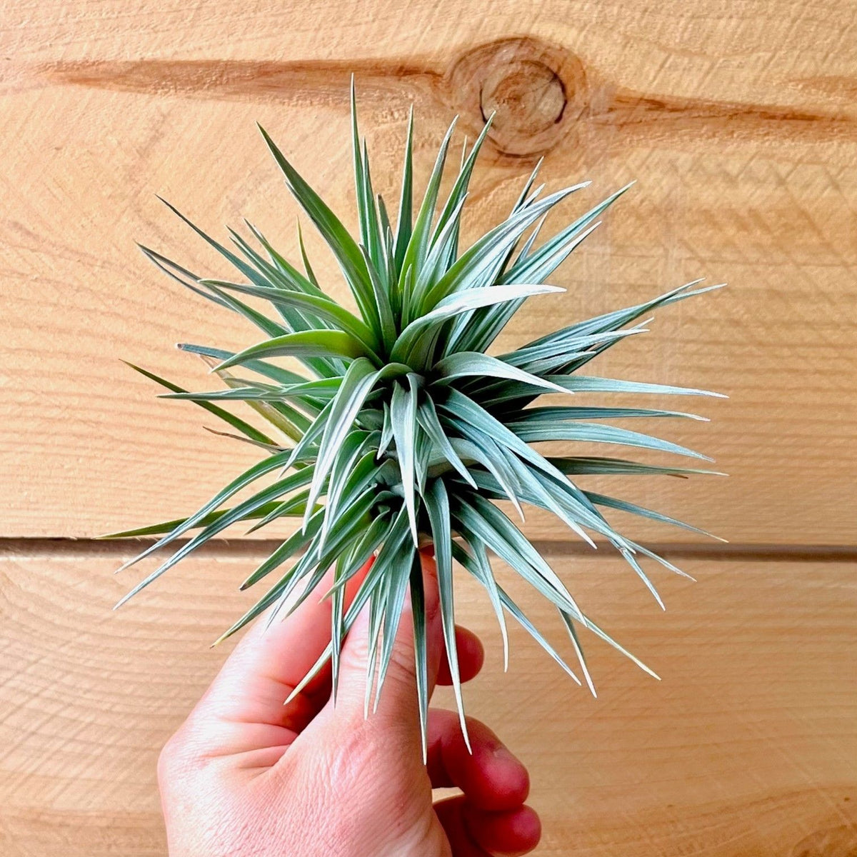 Hand holding a green air plant against a wooden background