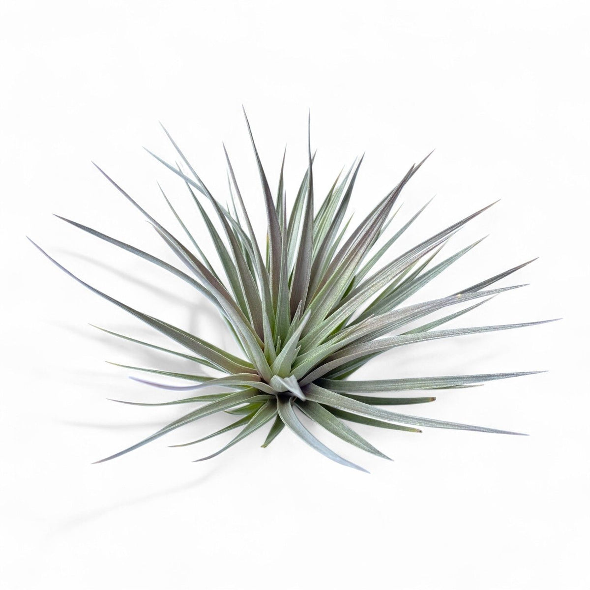 Tillandsia air plant on a white background