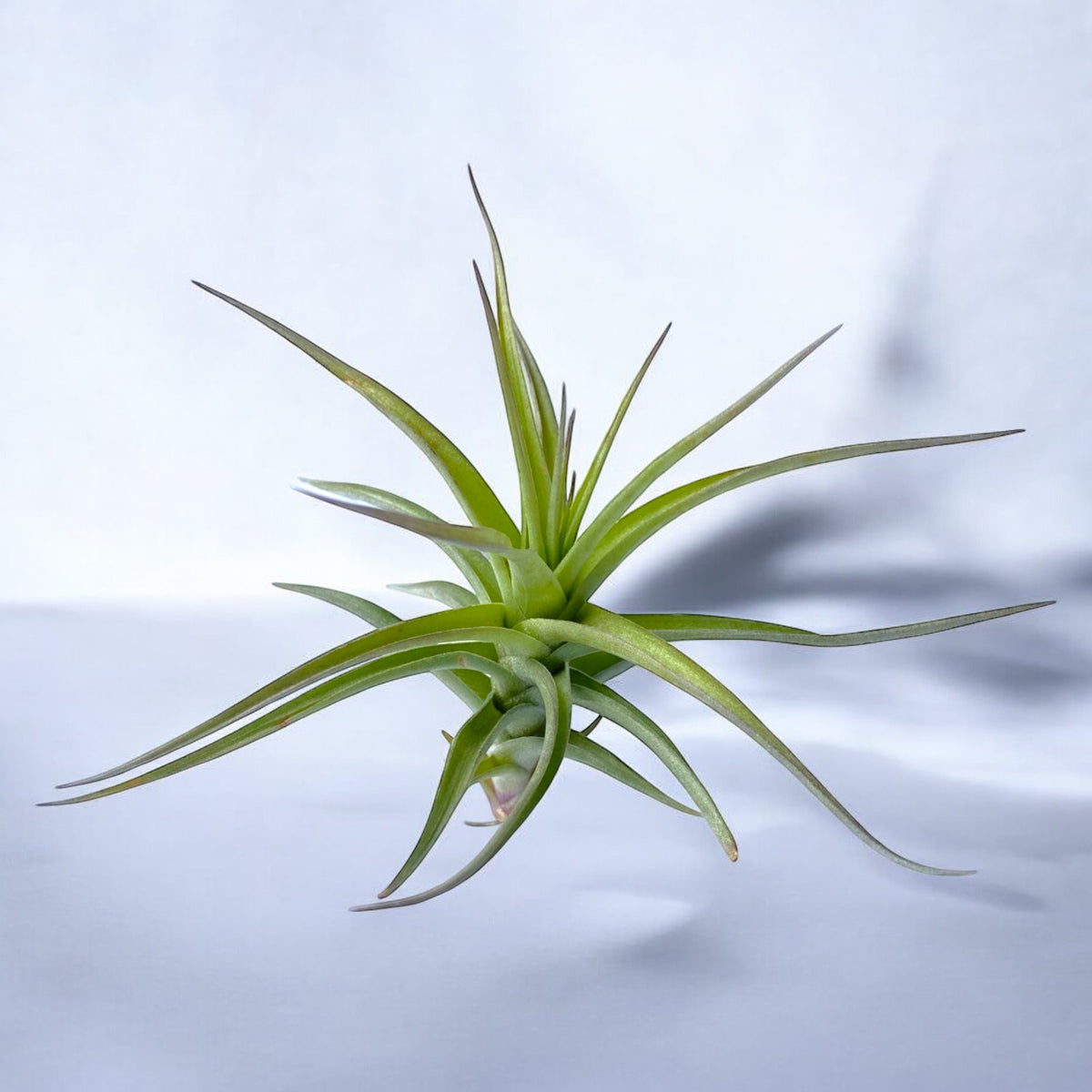 tillandsia bergeri air plant