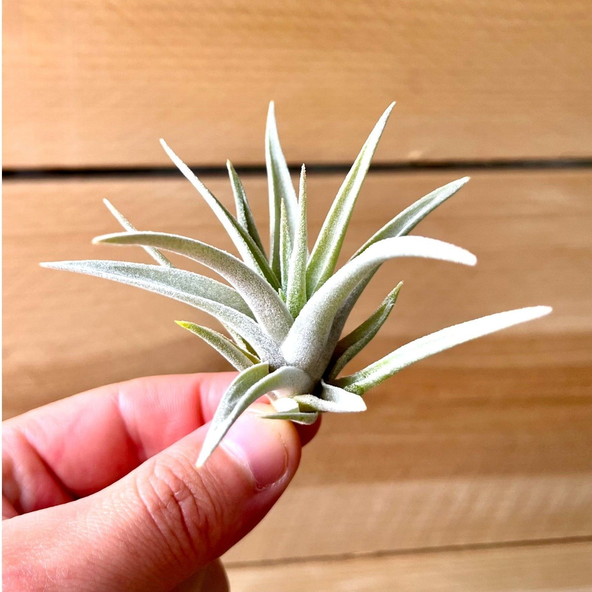 Hand holding a small air plant against a wooden background