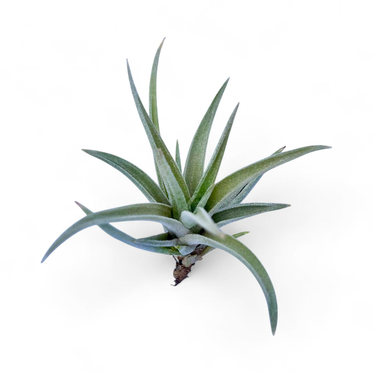 Air plant on a white background