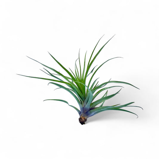 Tillandsia air plant on a white background