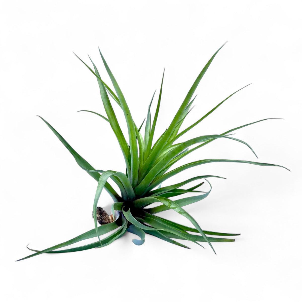 Green air plant on a white background