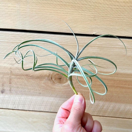 Hand holding a small green plant against a wooden background