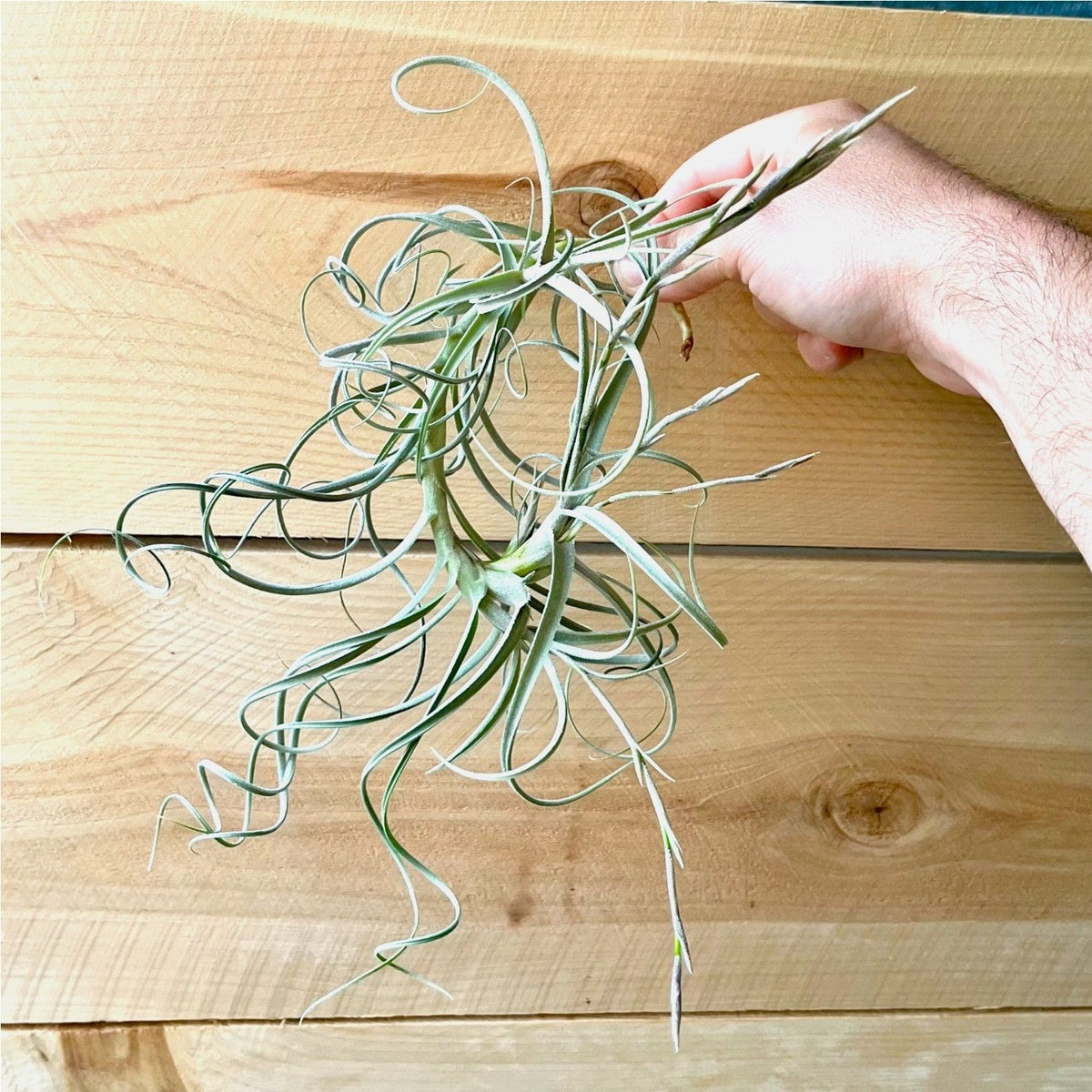 Hand holding a air plant against a wooden background
