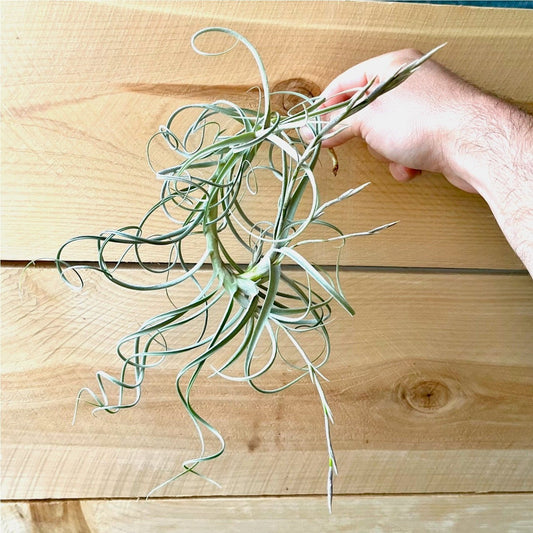 Hand holding a air plant against a wooden background
