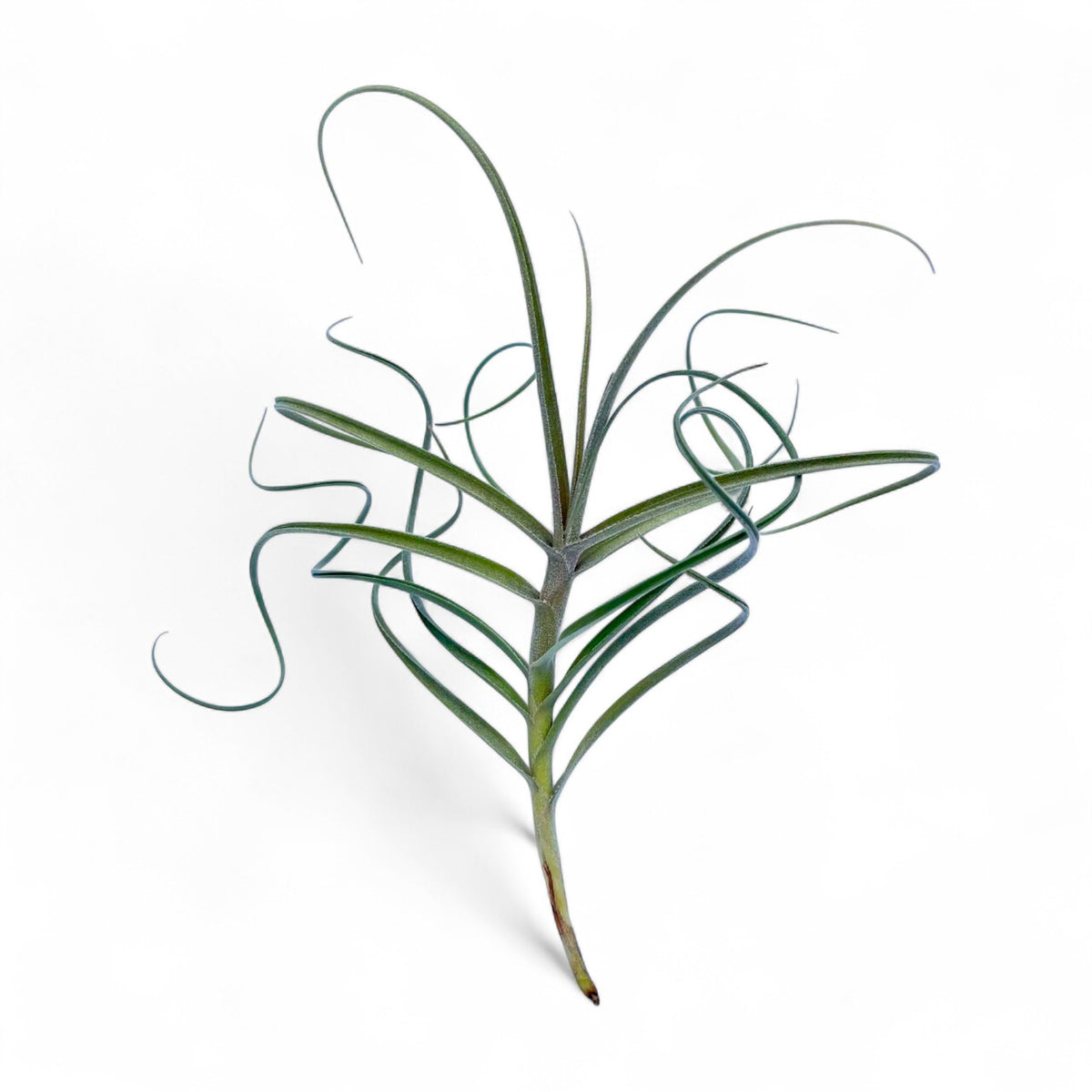 air plant with thin leaves on a white background
