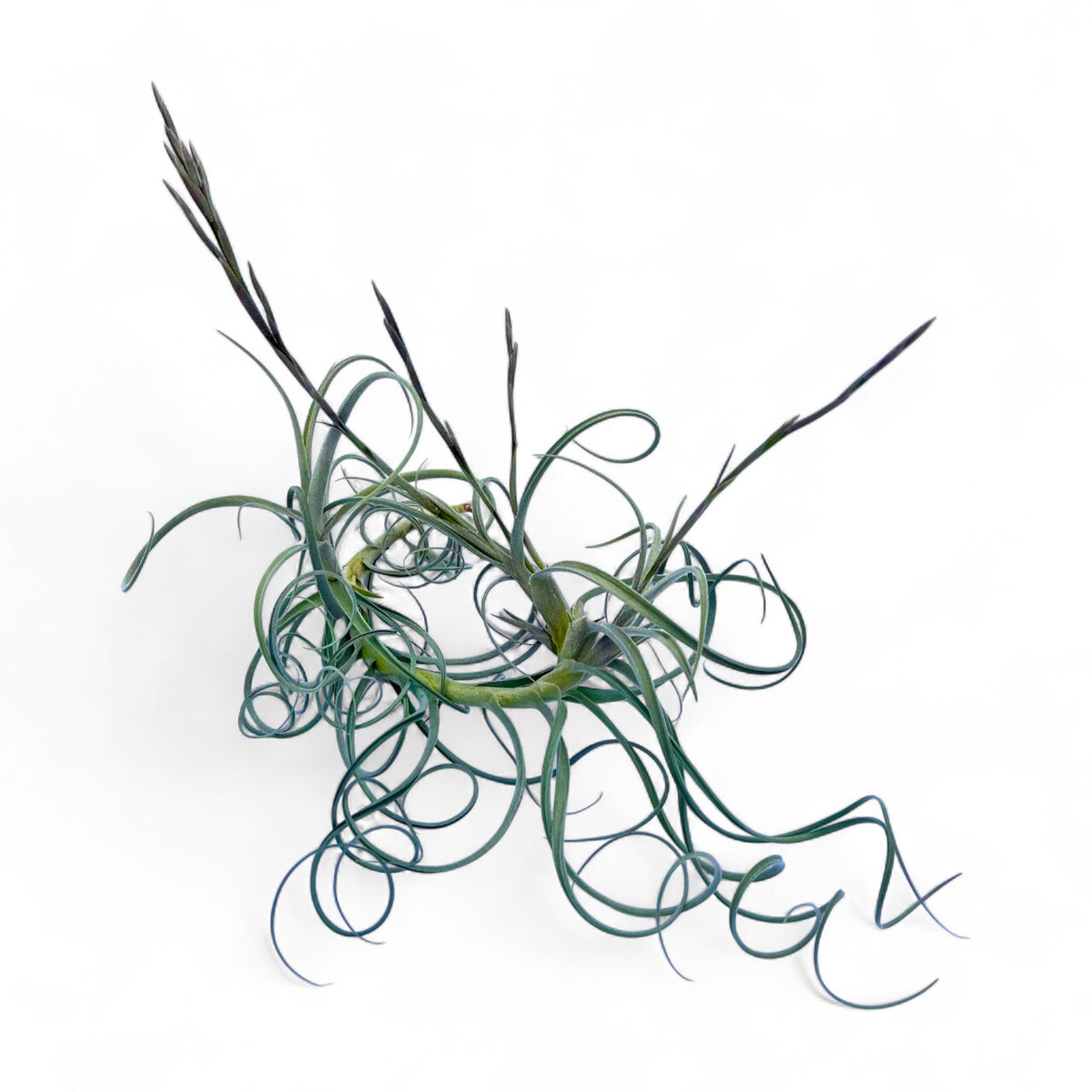 Tillandsia air plant on a white background