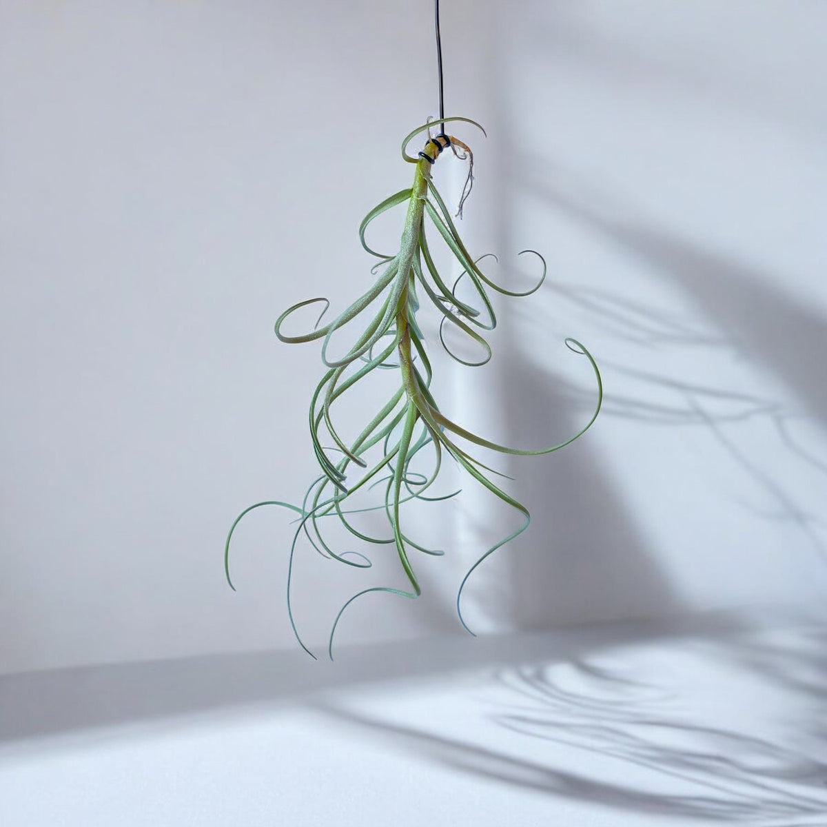 A hanging Tillandsia 'Wonga' plant with slender, curling green leaves
